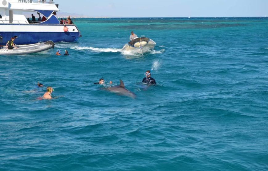 Dolphin House Trip – Hurghada
