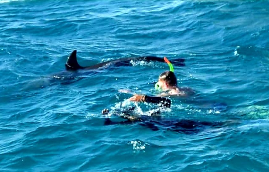 Dolphin House Trip – Hurghada