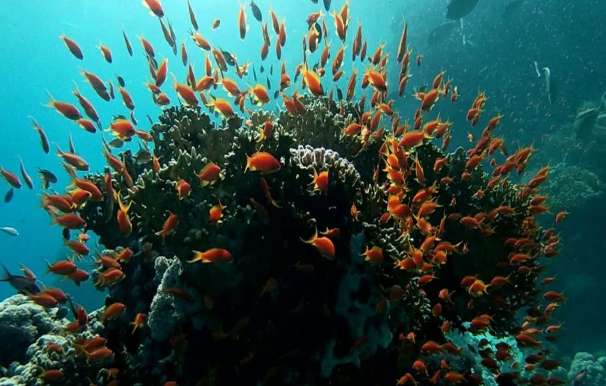 Dolphin House Trip – Hurghada