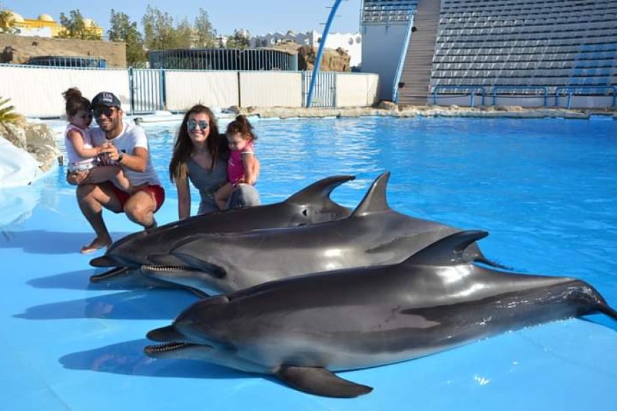 Dolphin Show Program – Hurghada Dolphin World