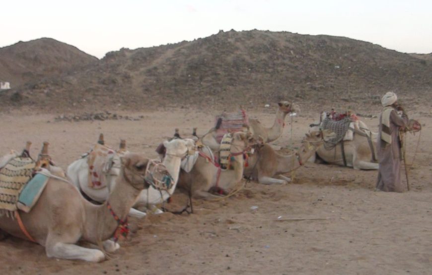 Quad Adventure Tour – Hurghada Desert