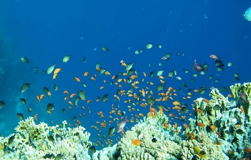 Sea Scope Submarine Trip – Hurghada