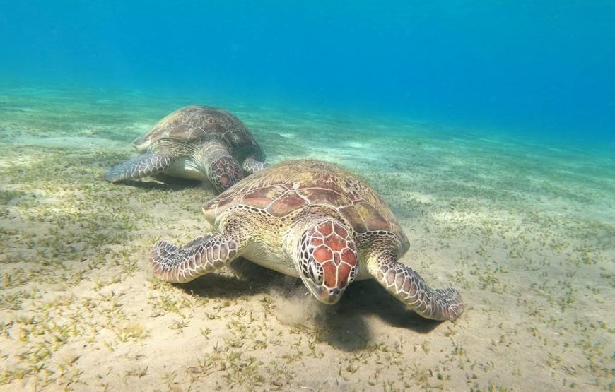 Abu Dabbab Bay Snorkeling Trip – Marsa Alam