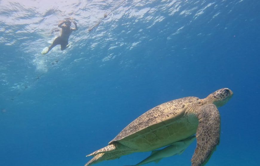 Abu Dabbab Bay Snorkeling Trip – Marsa Alam