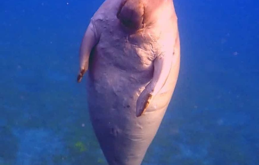 Abu Dabbab Bay Snorkeling Trip – Marsa Alam