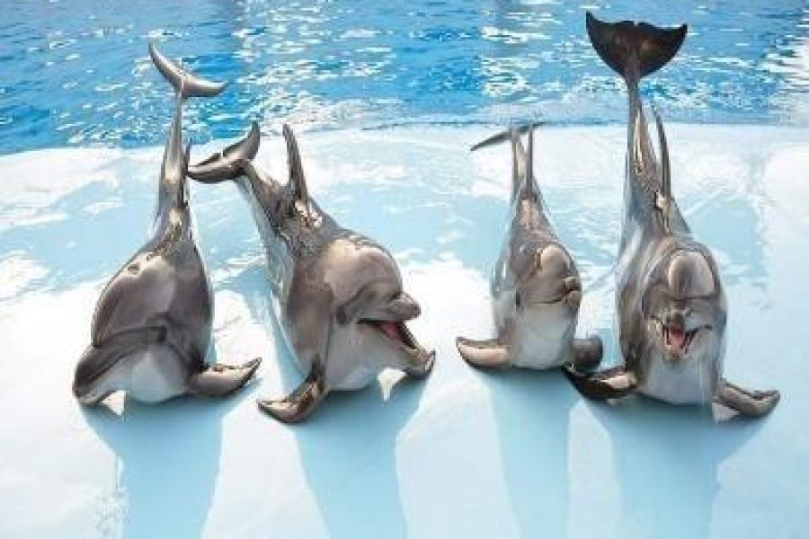 Dolphin House Trip – Hurghada